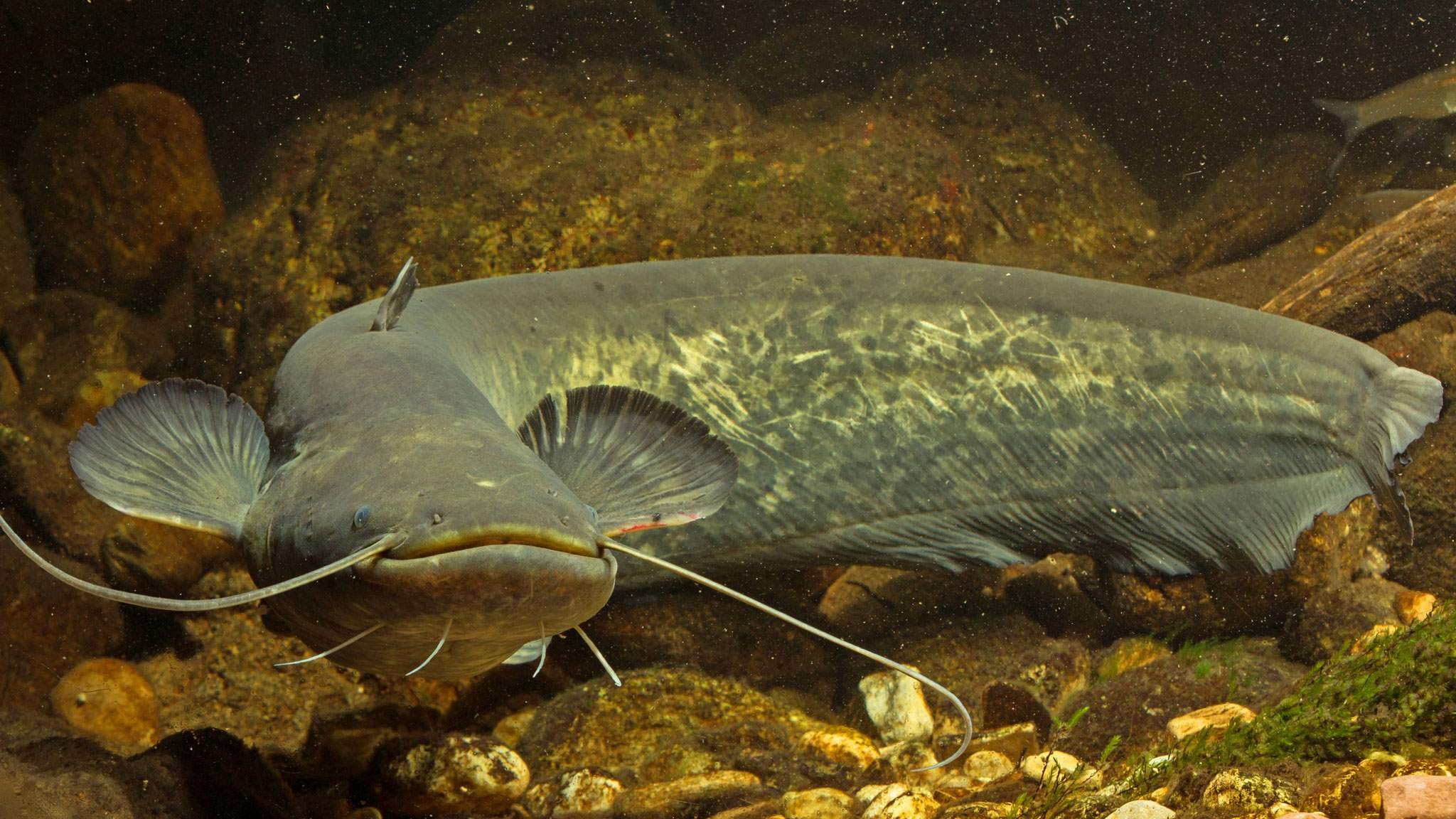 Сом нижний. Сом Солдатова рыба. Сом Солдатова Soldatov Catfish. Обыкнове́нный сом Silurus GLANIS). Рыба оливковый сомик.