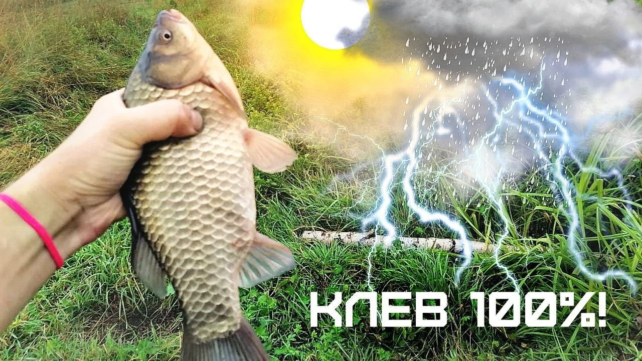 На заре хорошо карась клюет напомнил отец. Дух карася. Карась клюет на дендробену?. На заре хорошо карась клюет напомнил отец. На заре хорошо карась клюет напомнил отец.