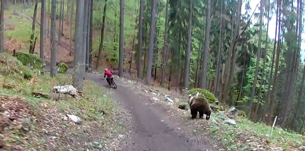 Фото медведя на велосипеде