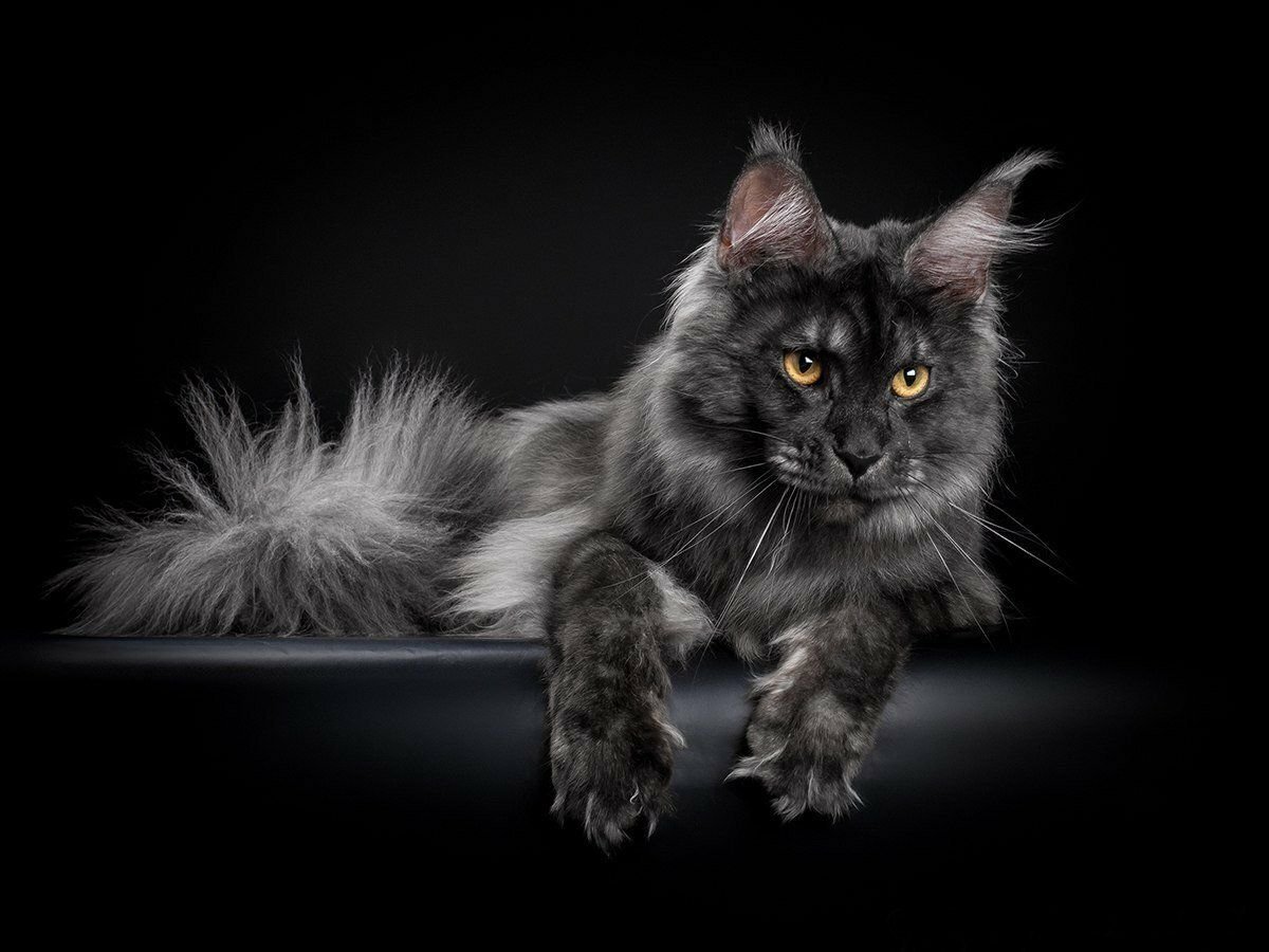Черно серый окрас кошек. Мейн-кун. Кот Мейн кун. Мейн кун черный. Кот Мейн кун черный