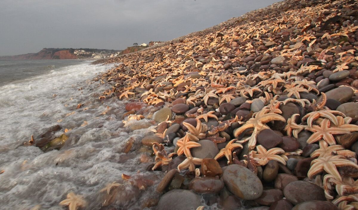морские звезды на берегу