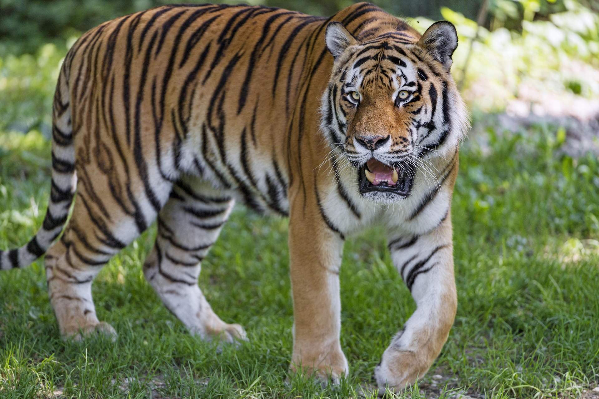 Объяснить тигр. Уссурийский тигр. Амурский тигр. Фото тигра. Полосатый тигр.