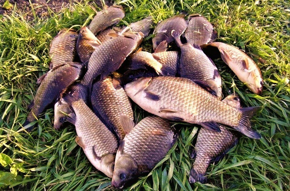 Фото пойманной рыбы на траве