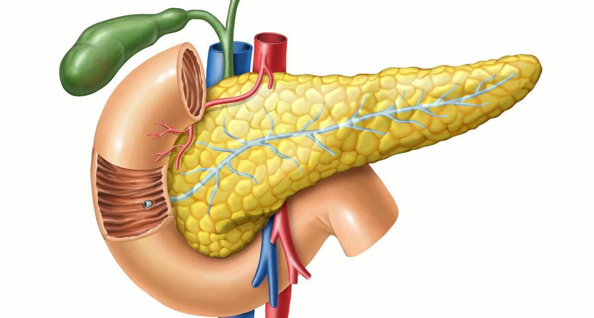 Фото поджелудочной железы человека