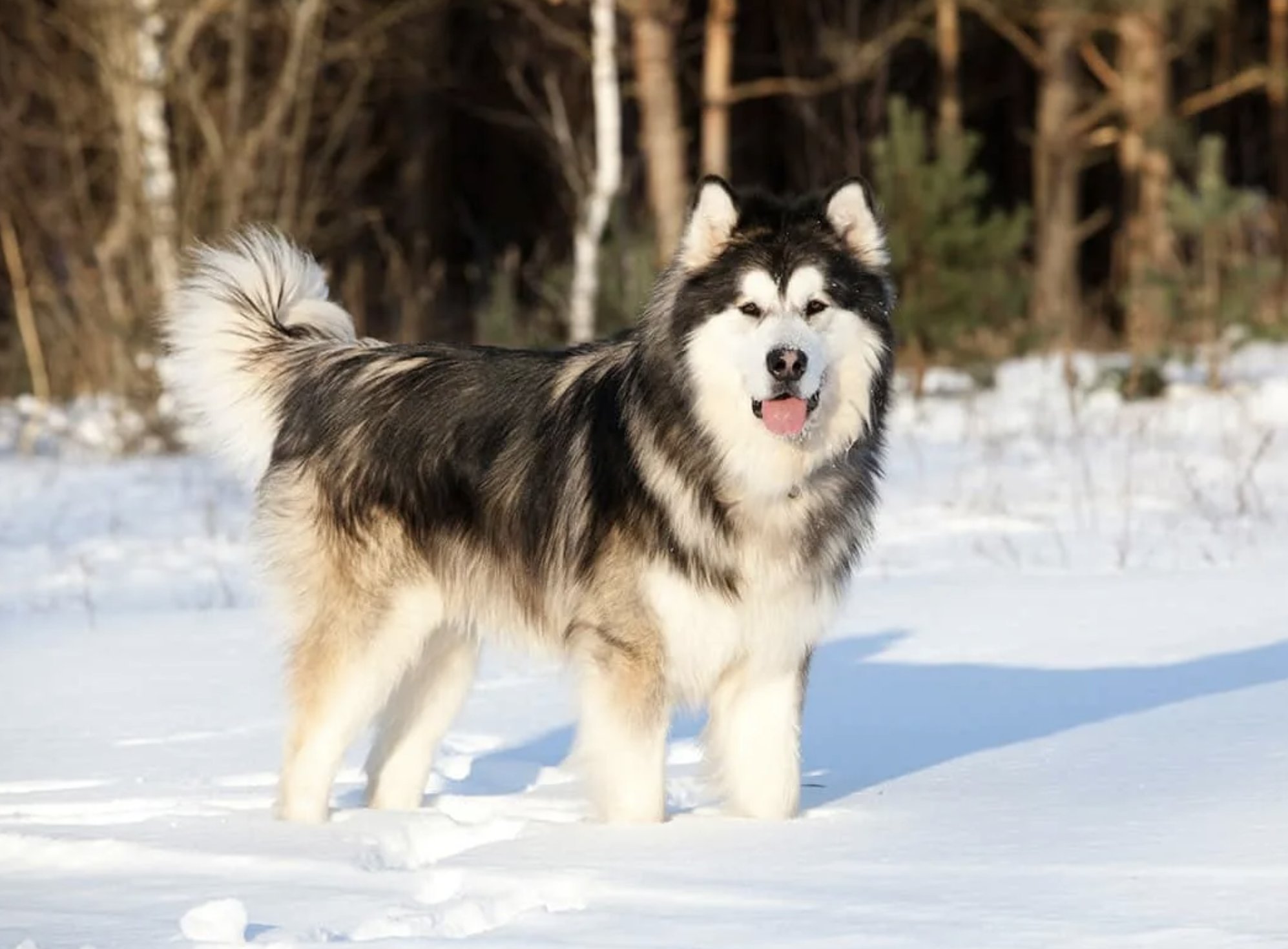 Alaskan. Маламут Аляскинский гигант. Аляскинский маламут породы собак. Лайка Аляскинский маламут. Аляска маламут.