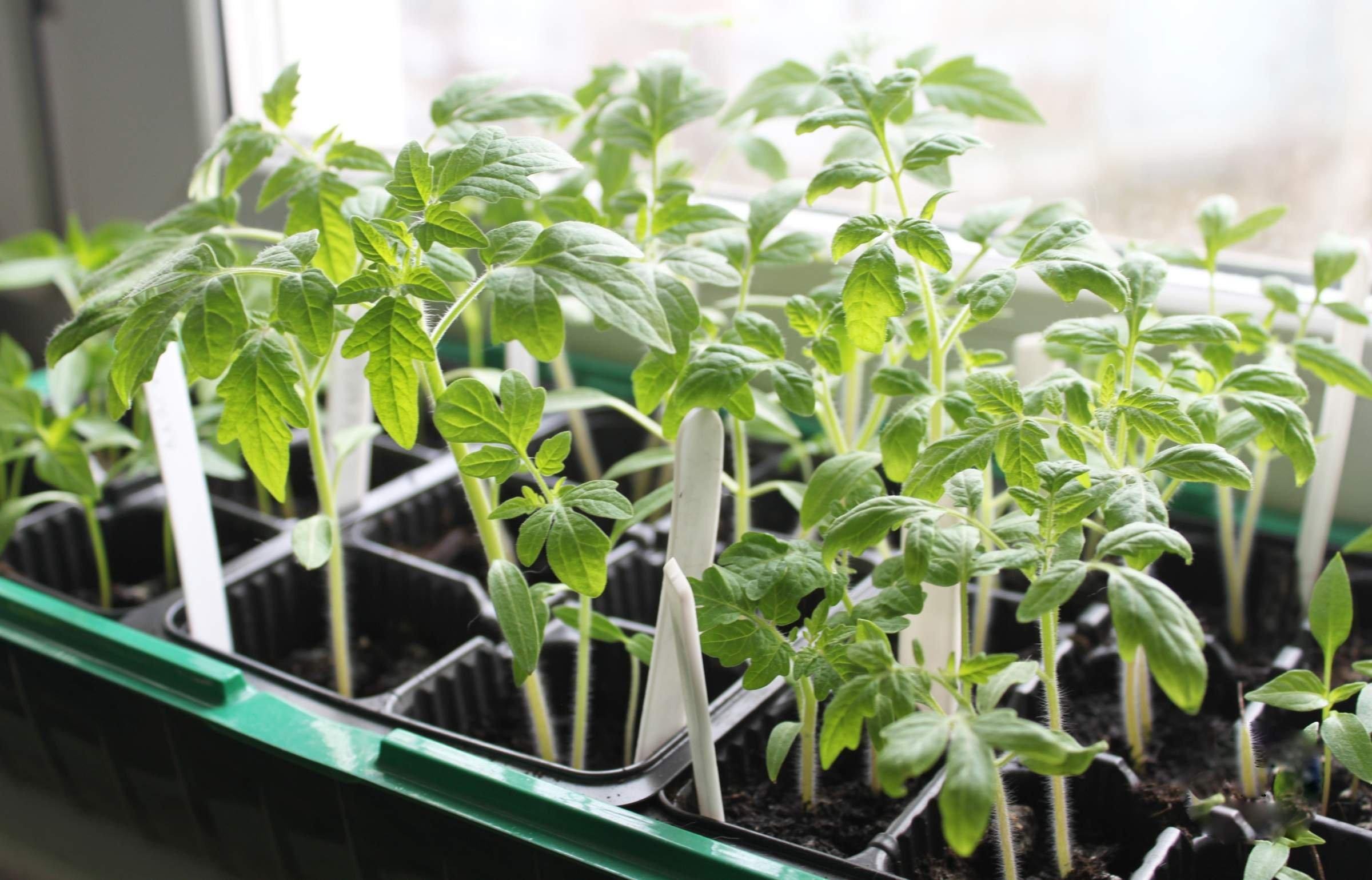 Рассада помидор. Как посадить рассаду помидор дома на подоконнике. Рассада на окошке. Томат черри балконное рассада. Рассада помидор.
