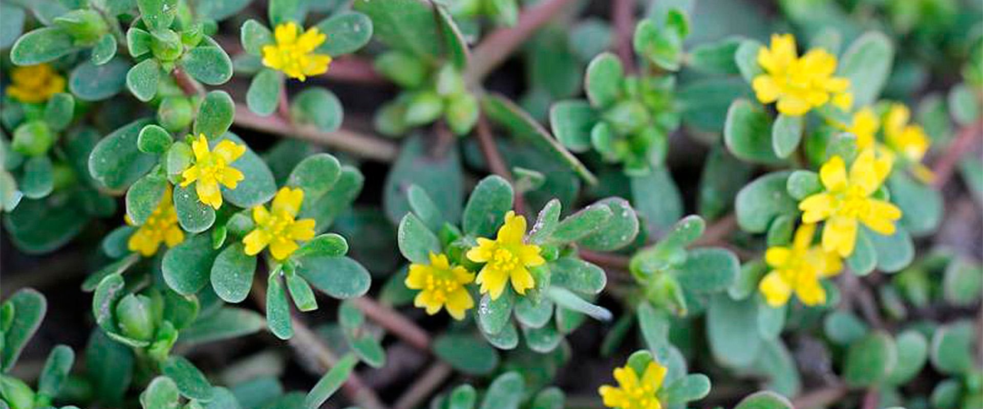 Портулак огородный. Трава портулак огородный. Портулак огородный (Portulaca oleracea). Дандур портулак огородный.