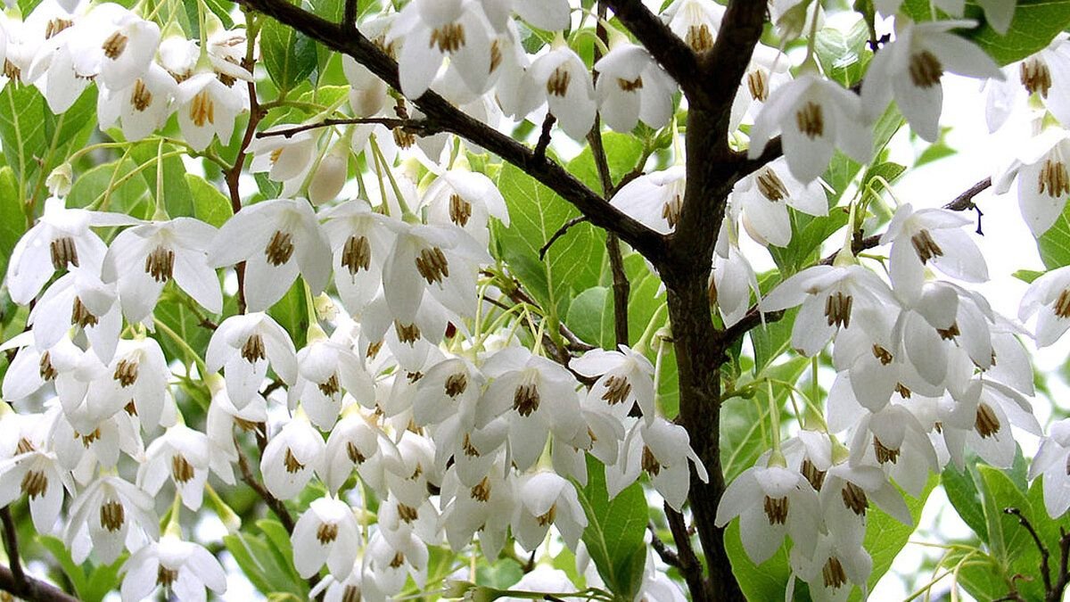 Стиракс бензойный (Styrax benzoin)