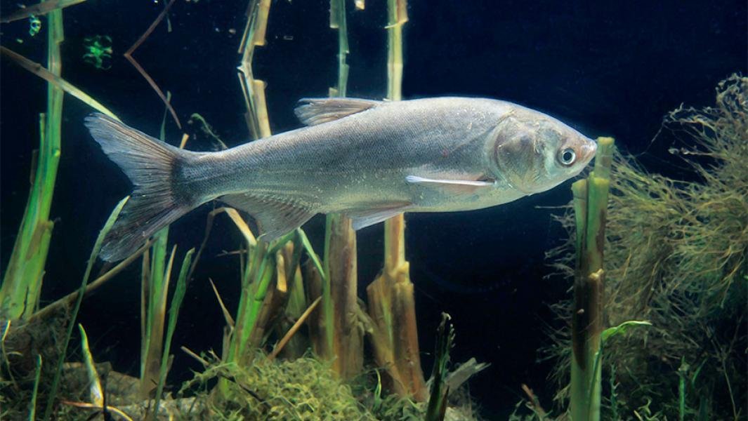 Толстолобик это. Белый толстолобик. Толстолобик рыба. Hypophthalmichthys molitrix. Белый толстолобик рыба.