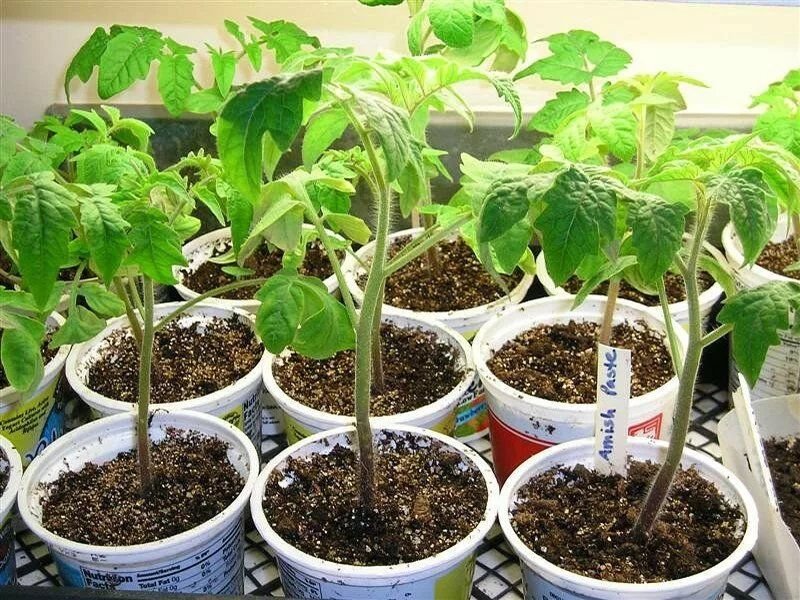 Как вырастить толстую рассаду. Как вырастить толстую рассаду. Росток томата. Помидорная рассада робин. Как вырастить толстую рассаду.