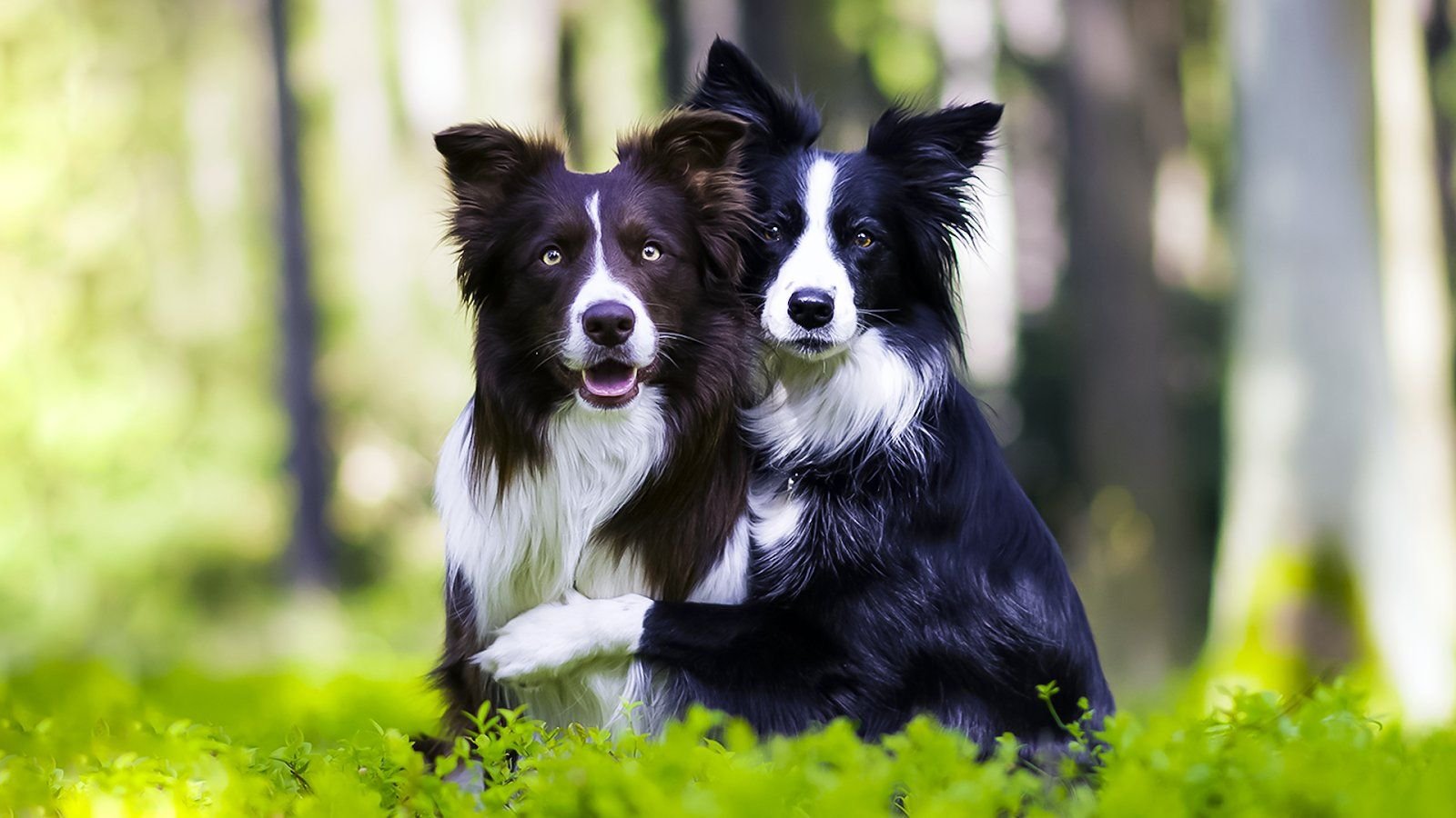 Породы умных собак с фотографиями и названиями