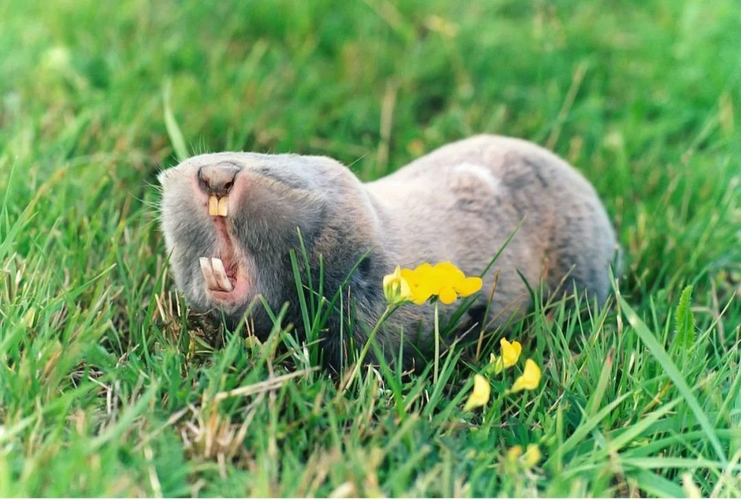 роющие грызуны. насекомоядные крот. гоферовые geomyidae. равнинный гофер (geomys bursarius). роющие грызуны.