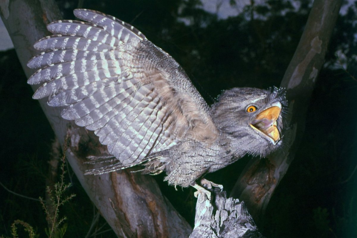 Tawny Frogmouth