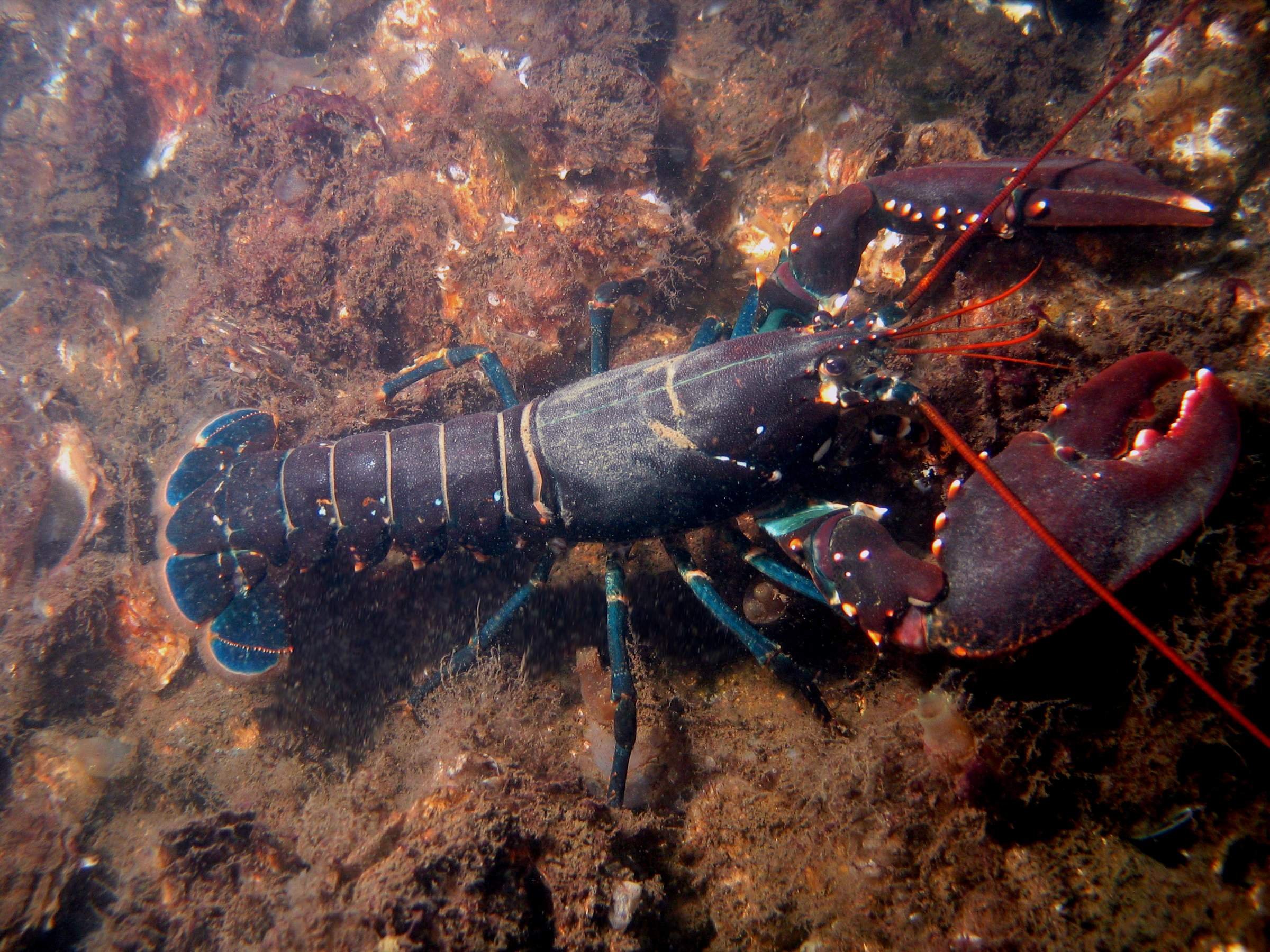 Что такое омар. Омар. Лобстер ракообразное. Homarus Gammarus. Американский Омар (лобстер).