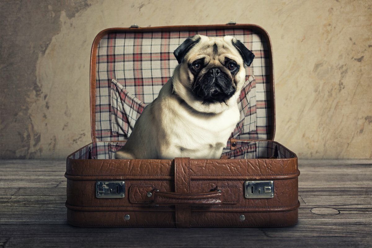 Собака чемодан