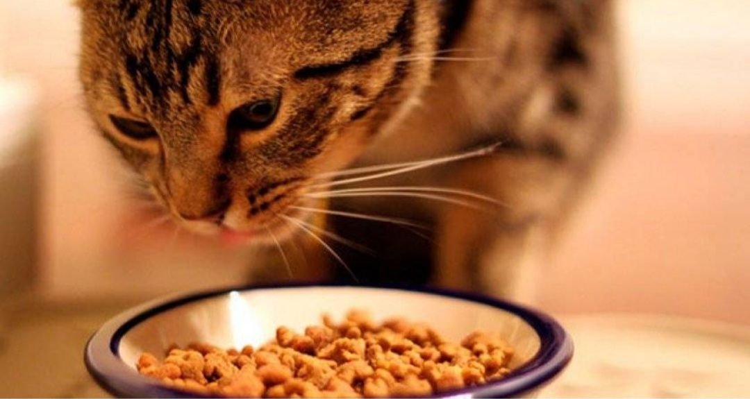 плохой аппетит у кота. кошка кушает. увеличь кота. ешьте котиков в них витамин с. кошачьи привычки.