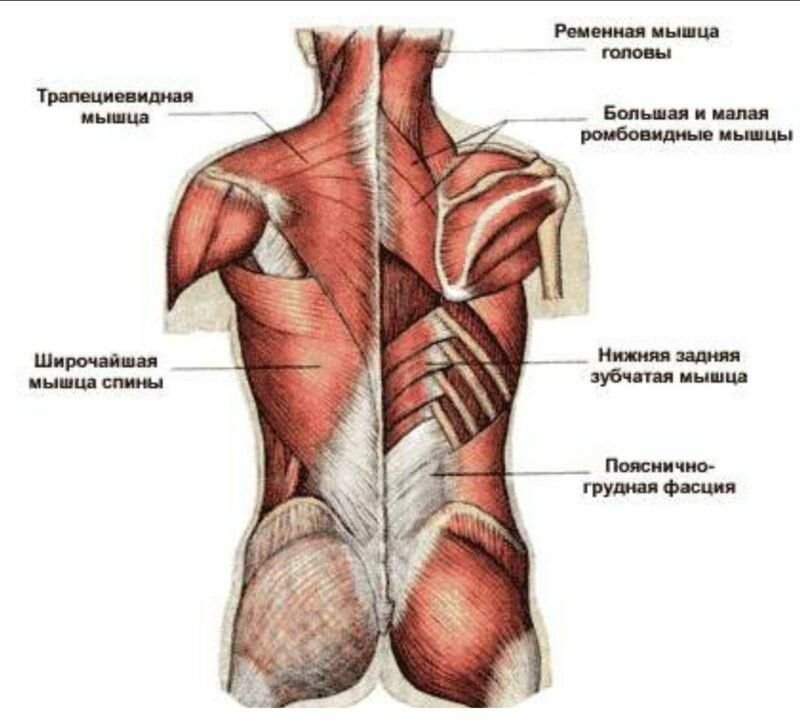 Мышцы спины рисунок с подписями