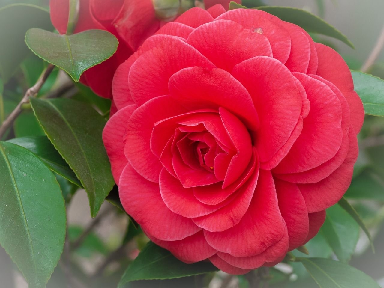 Camellia japonica Red