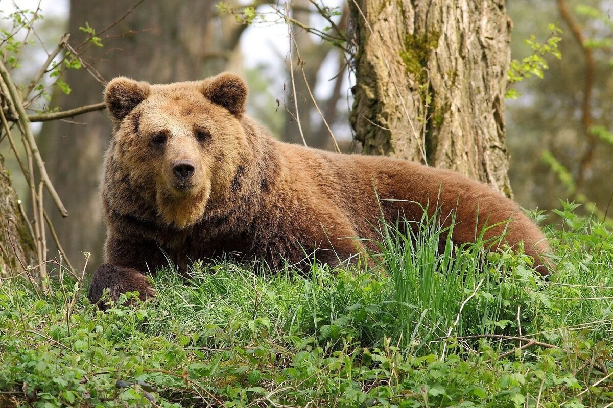 Опасные животные россии на английском. Апеннинский бурый медведь. Калифорнийский бурый медведь. Уссурийский бурый медведь. Бурый медведь (Ursus arctos).