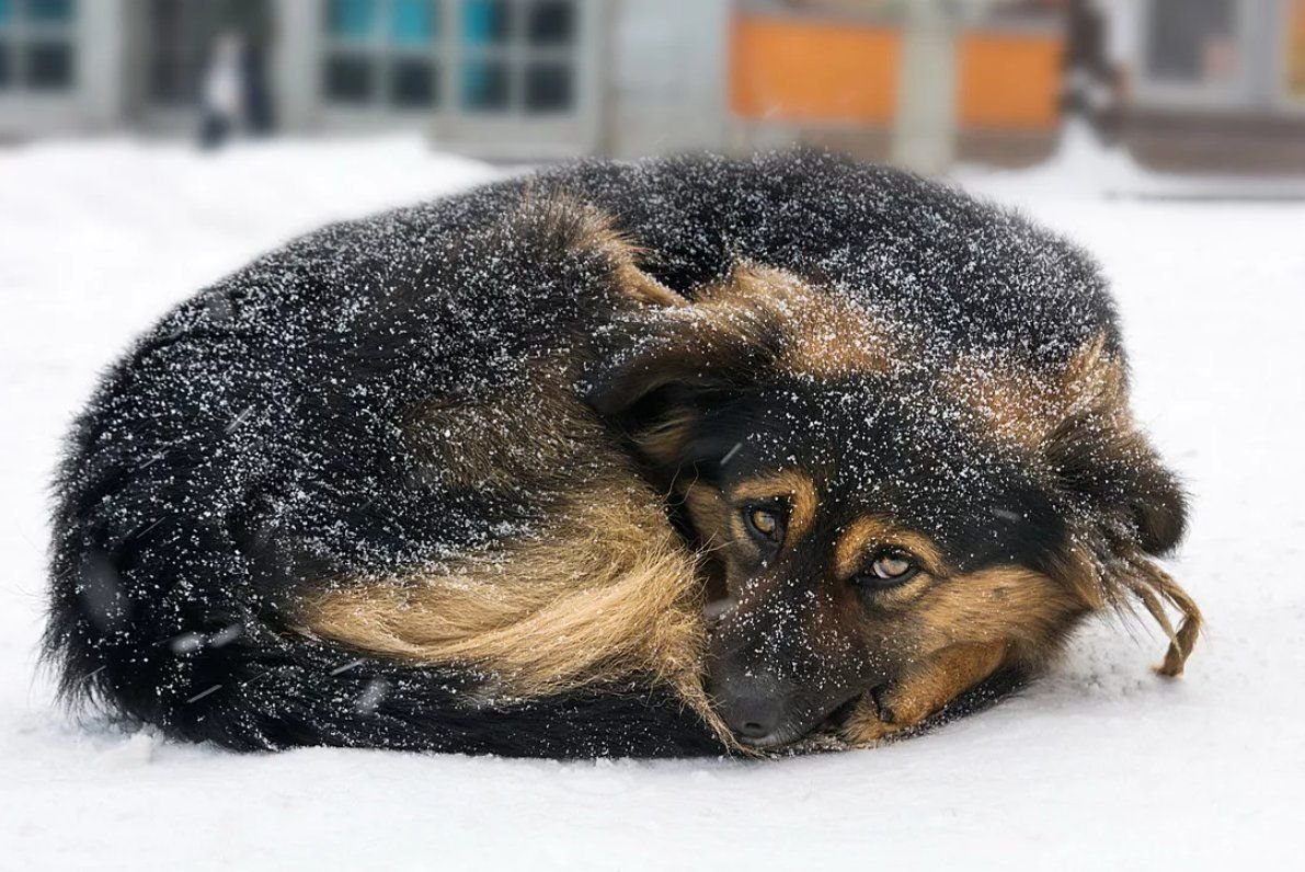 Собака зимой на улице