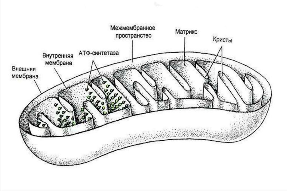 Митохондрии имеют строение. Схема строения митохондрии. Хема троения митохондрии. Строение митохондрии животной клетки. Схема митохондрии с подписями.