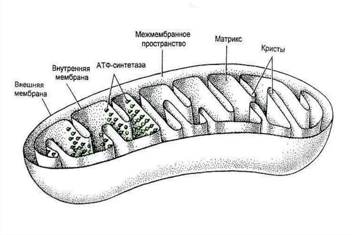 Клеточный органоид митохондрия. Схема строения митохондрии. Строение митохондрии рисунок. Схематическое строение митохондрии. Схема митохондрии с подписями.