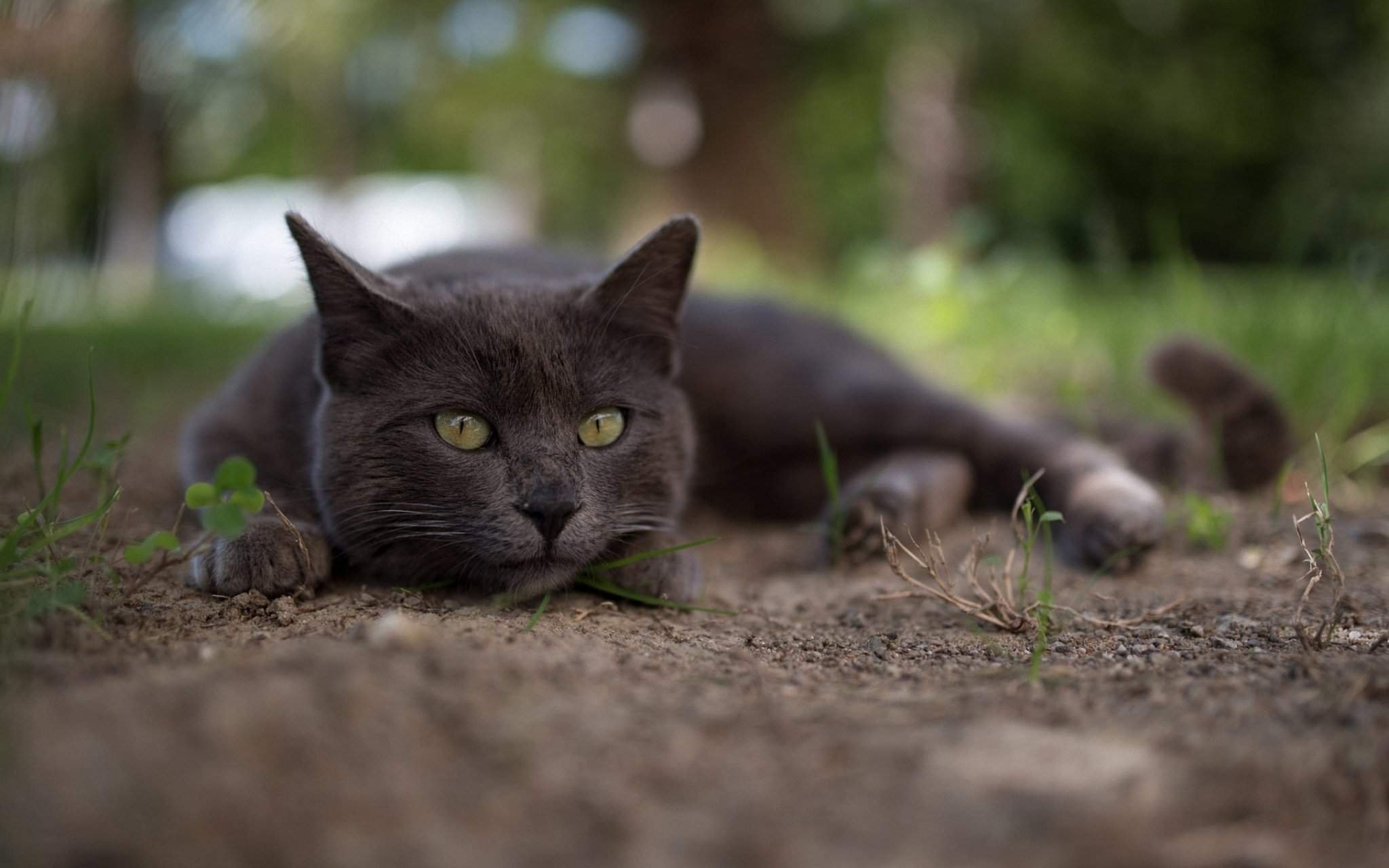 Картинки серого кота