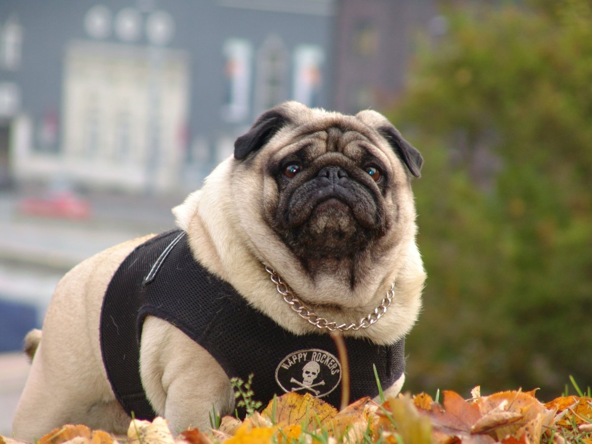 собачья порода мопс. собака мопс. мопс порода мопс. чистокровный мопс. собака мопс.