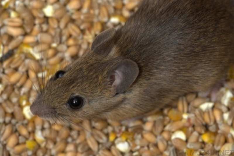 Mouse looking