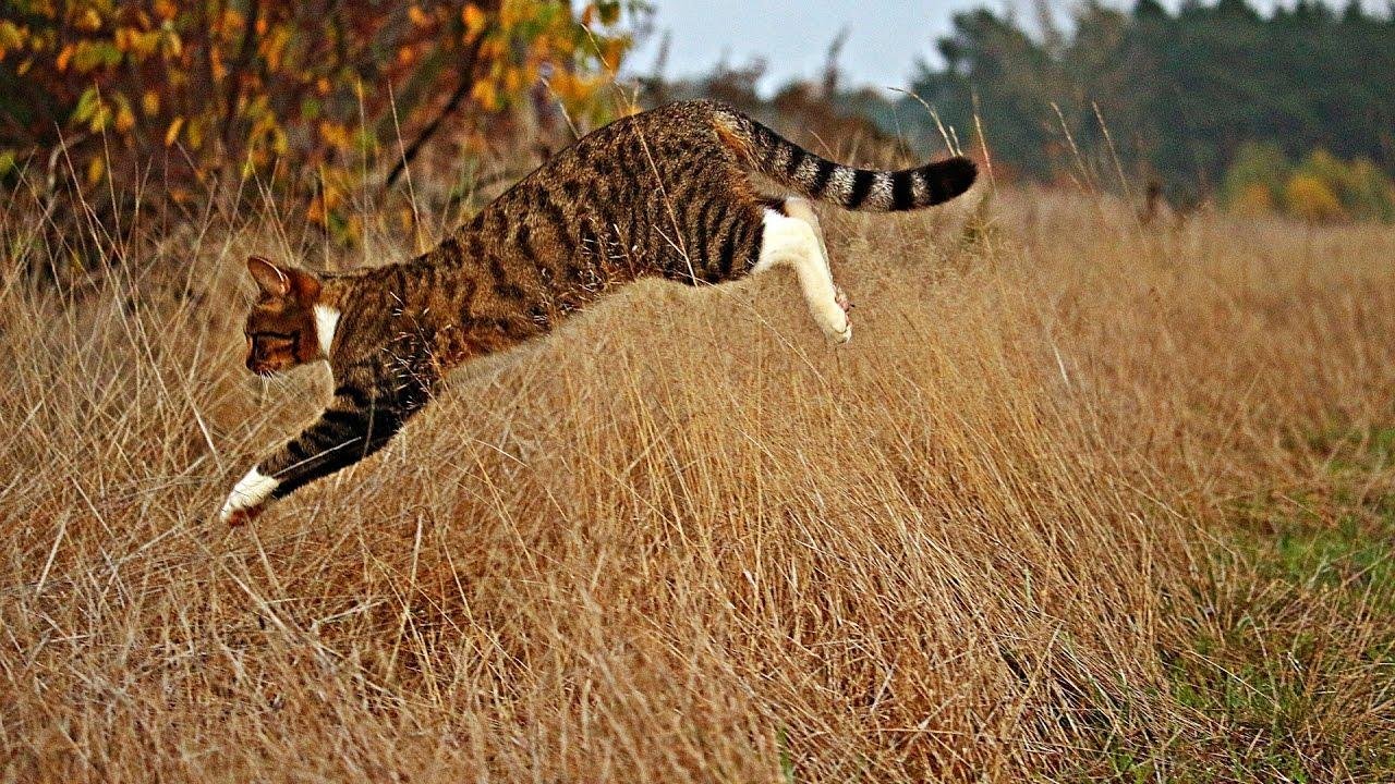 Кот в полете фото