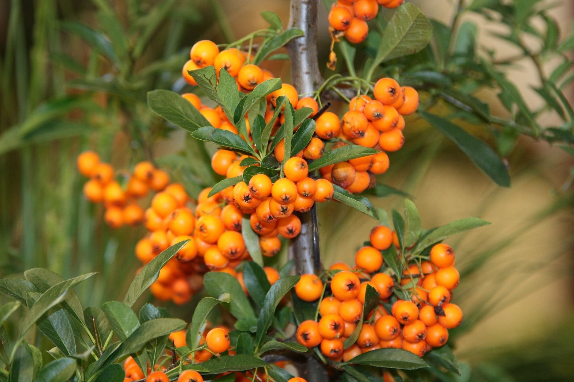 Sea buckthorn перевод. Sea Buckthorn облепиха что это. Hippophae rhamnoides. Облепиха крушиновидная. Облепиха витаминная.