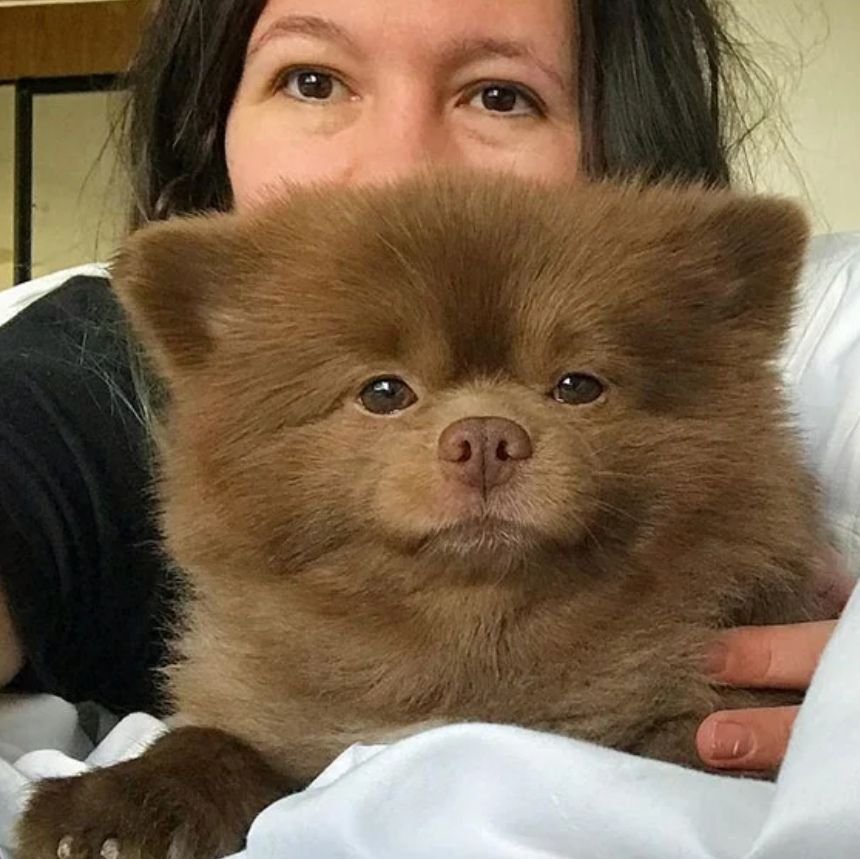 Японский шпиц. Берти шпиц паддингтон. Собака похожая на шпица. Собака похожая на шпица. Шпиц бертрам.