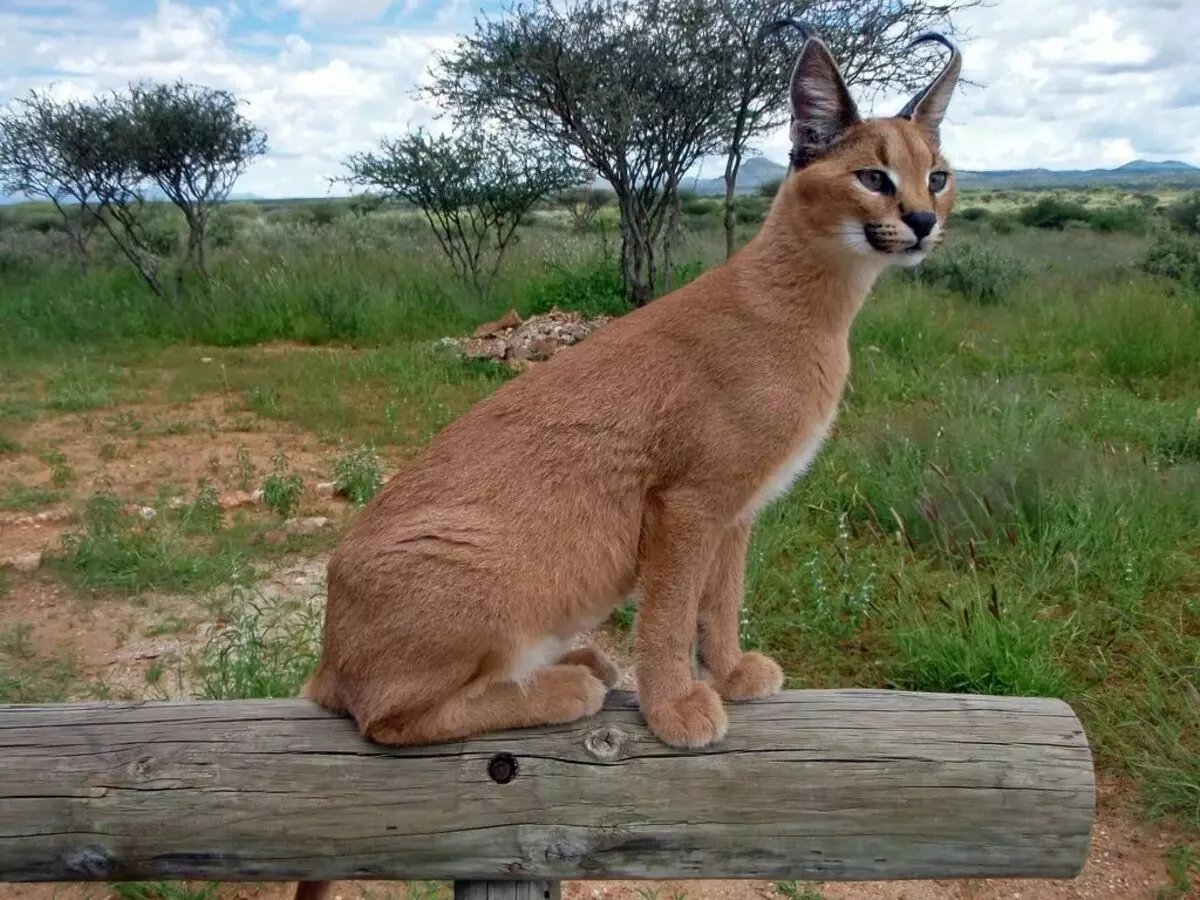 Кошки породы каракал