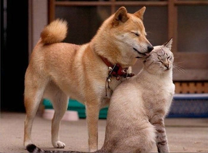 Картинки дружба кошек