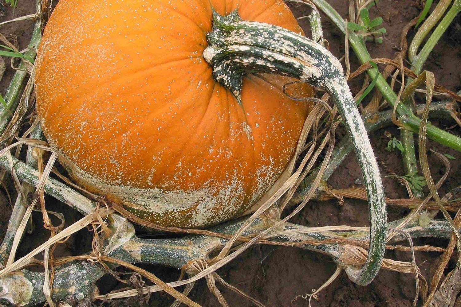 Бактериоз тыквы. Семейство тыквенных строение. Тыква признаки. Подкормить тыкву. Тыква твердокорая кустовая оранжевая.
