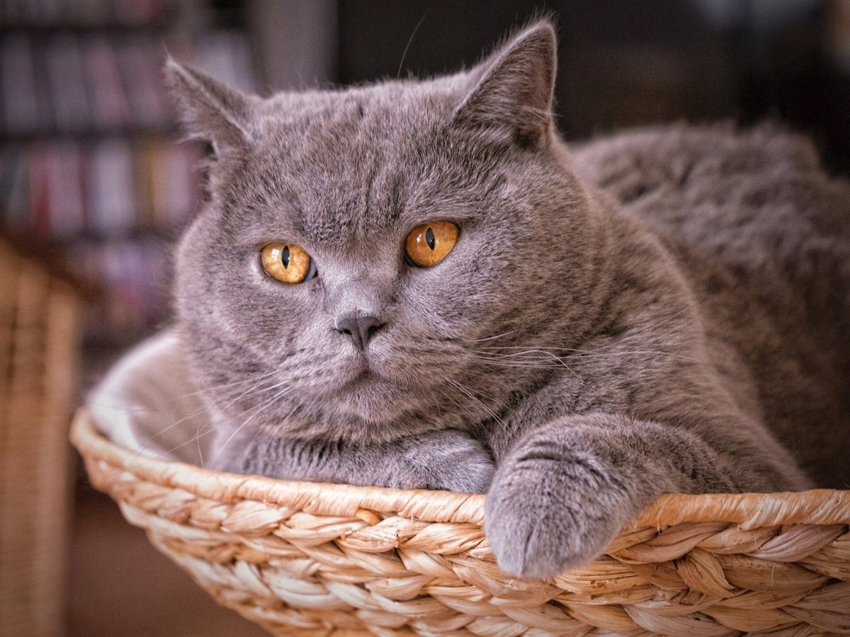 Картинки британских кошек