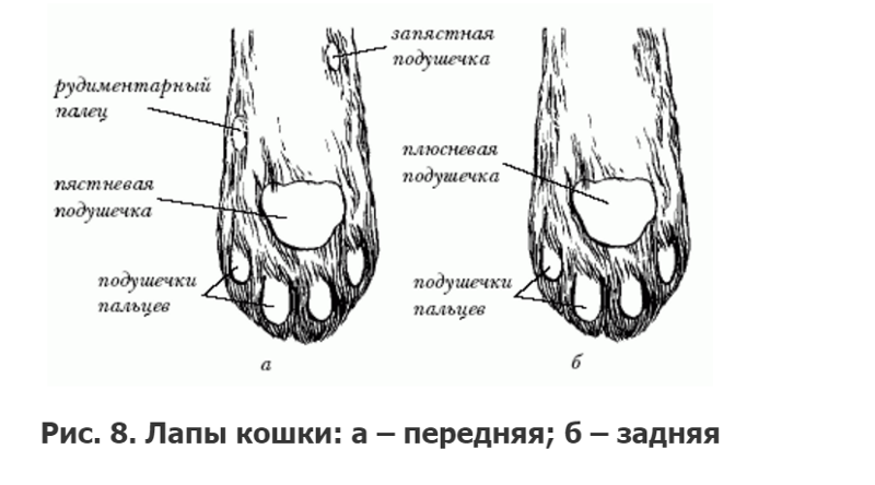 Пальцы у кошек. Передние кошачьи лапы строение. Строение лап котов. Структура кошачьей лапы. Передние лапы кошки строение.