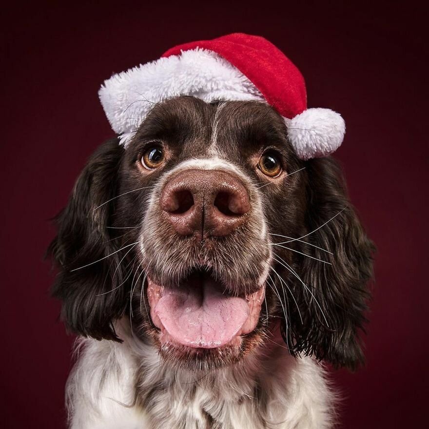 Pets mail. Новогодняя собака. Новогодний пес. Смешные новогодние собаки. Собака в новогоднем колпаке.