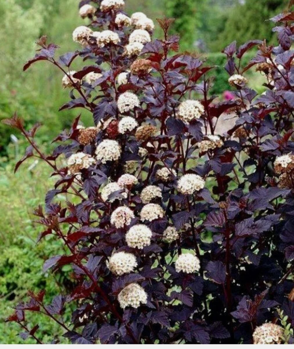 Physocarpus opulifolius Purple Horizon