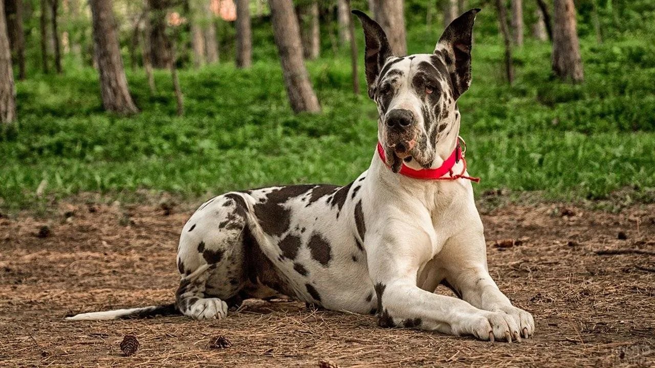 Вейраманен собака фото