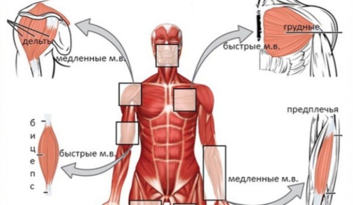 Белые и красные мышечные волокна фото