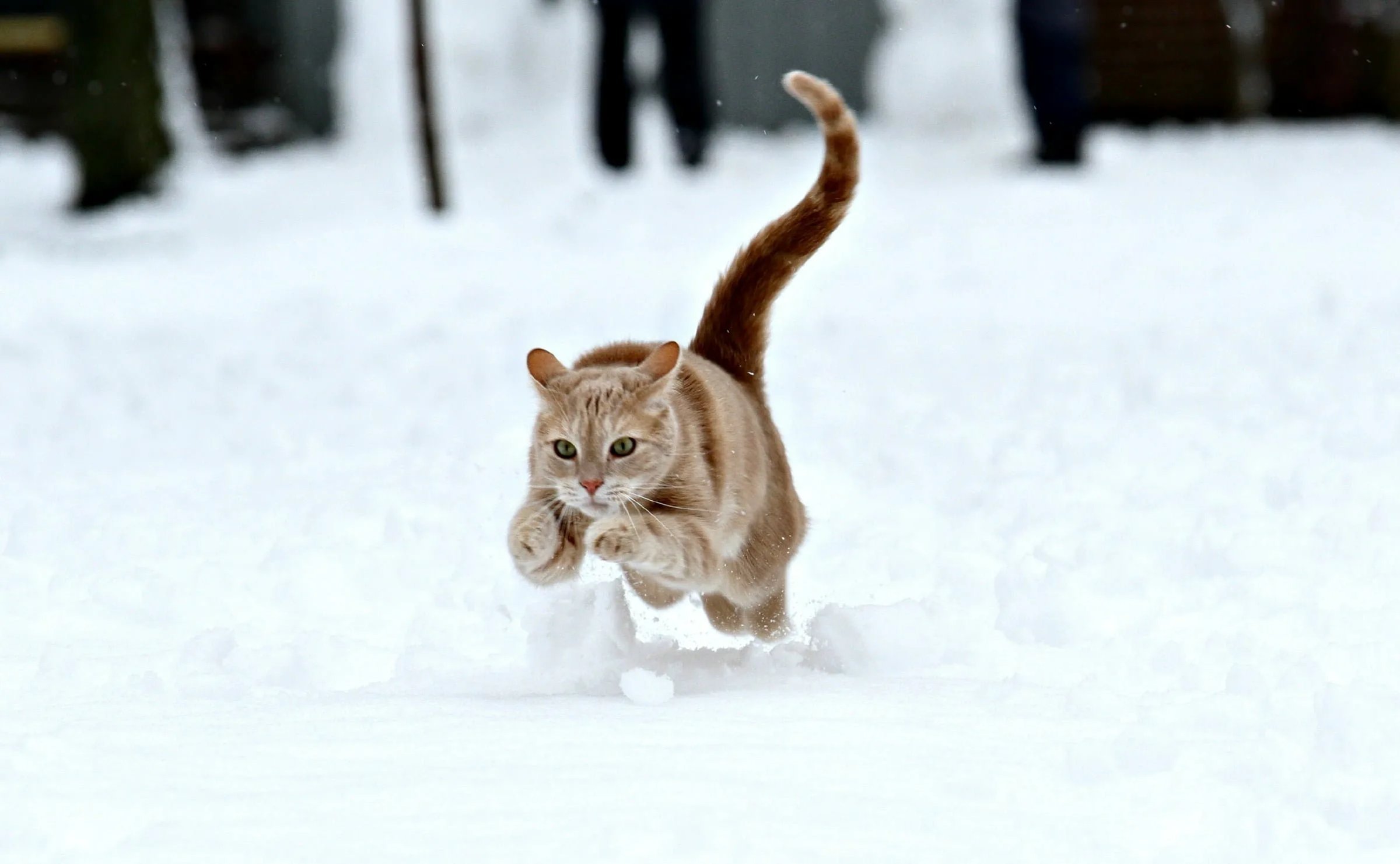 Коты бегут по снегу