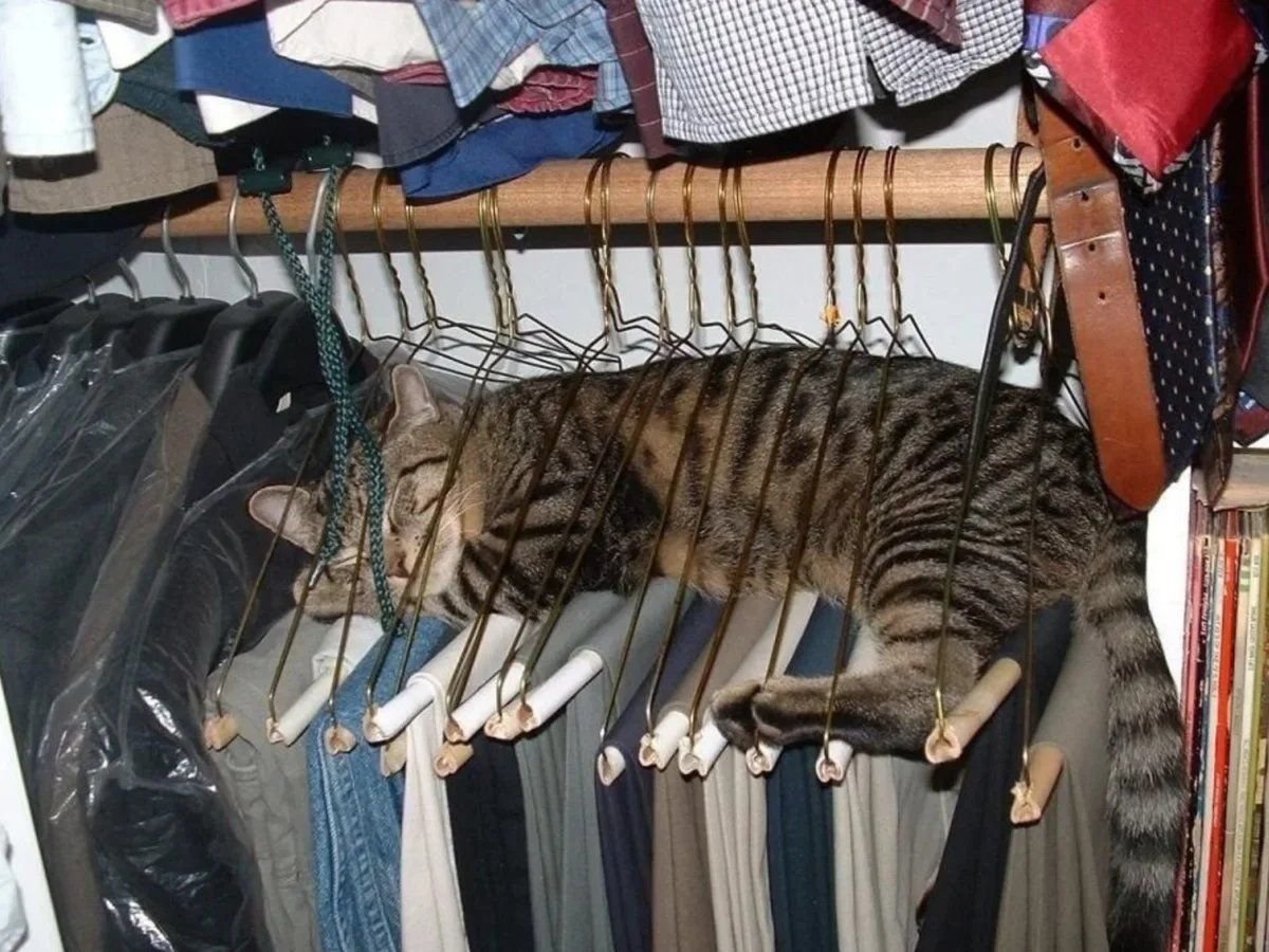 кошка спит на шкафу