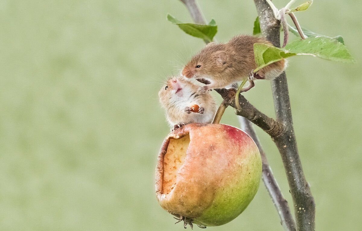 Мышь на яблоне