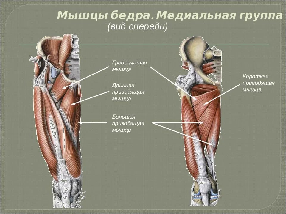 Мышцы бедра презентация