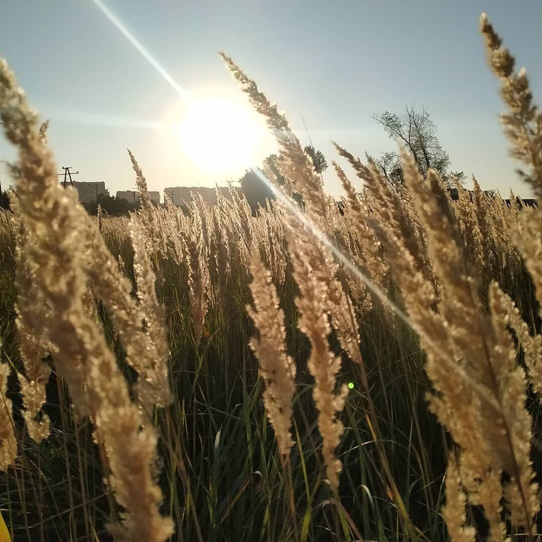 Вейник лангсдорфа фото