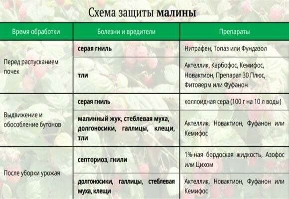 Сколько раз обрабатывать. Схема обработки малины от вредителей и болезней. Таблица обработки малины от болезней и вредителей. Препарат для обработки малины от вредителей. Схема обработки клубники от вредителей.