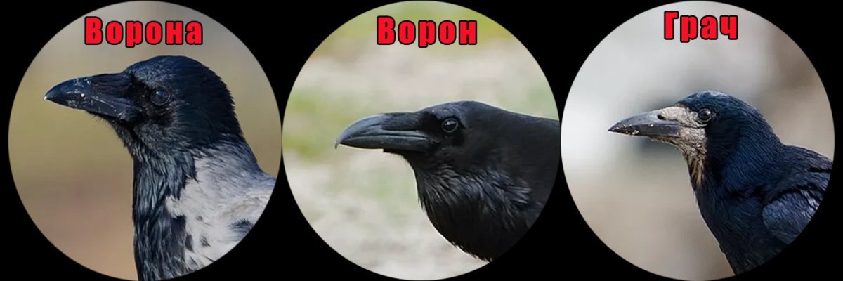 Я же как ворона. Ворон и Грач чем отличаются.
