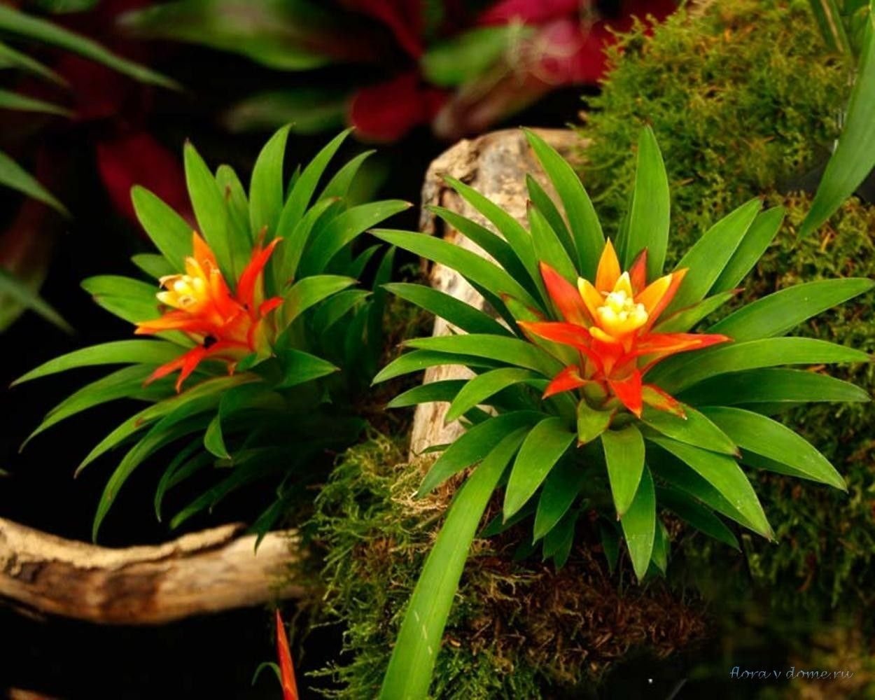 Гузмания. Гузмания Фрея. Гузмания Никарагуанская (Guzmania nicaraguensis). Гузмания эпифит. Гусмания язычковая.