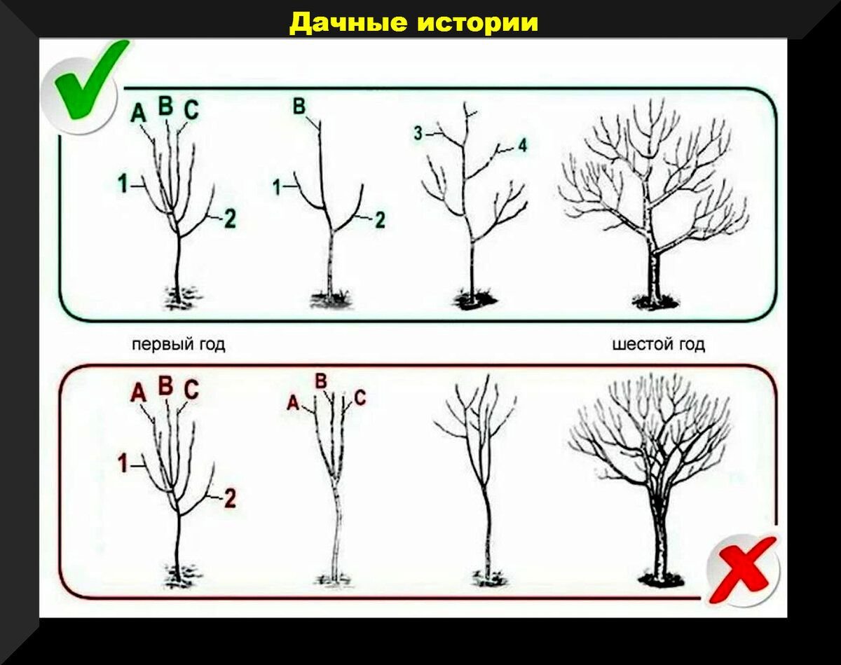 Обрезка молодых плодовых деревьев весной для начинающих в картинках пошагово